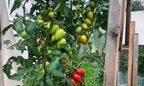 Выращивание и уход