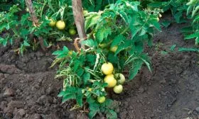 Выращивание и уход1