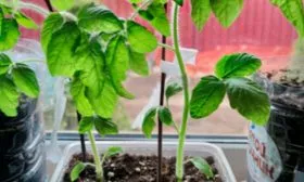 Выращивание рассады