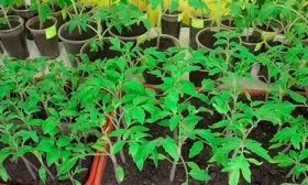 Выращивание рассады