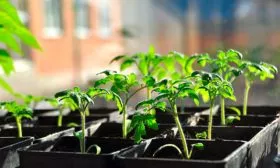 Выращивание рассады