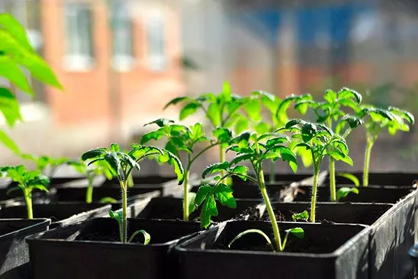 Выращивание рассады