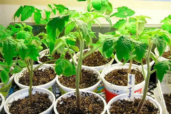 Выращивание рассады