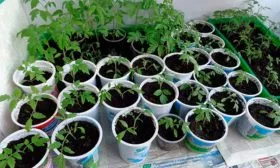 Выращивание рассады