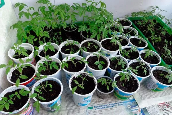 Выращивание рассады