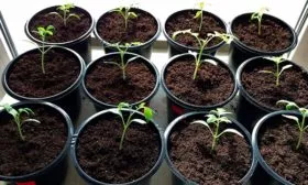 Выращивание рассады