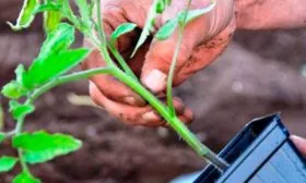 Выращивание рассады