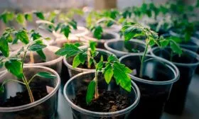 Выращивание рассады