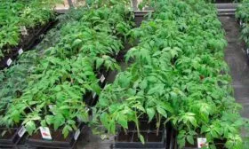 Выращивание рассады