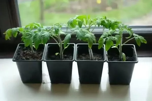 Выращивание рассады