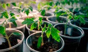 Выращивание рассады