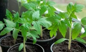 Выращивание рассады