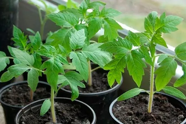 Выращивание рассады