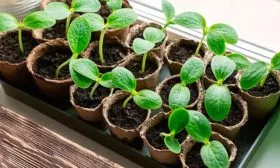 Выращивание рассады