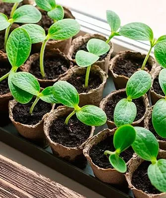 Выращивание рассады