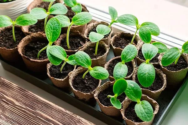 Выращивание рассады