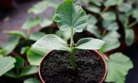 Выращивание рассады