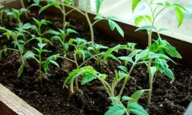 Выращивание рассады