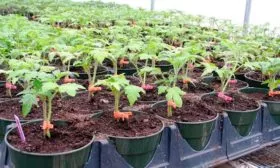 Выращивание рассады и её пересадка