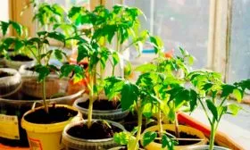 Выращивание рассады и уход за ней