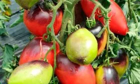 Выращивание томата