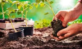 Высадка рассады в грунт