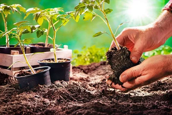 Высадка рассады в грунт