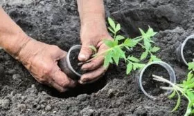 авысадка томатов