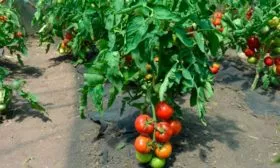 Высадка на постоянное место