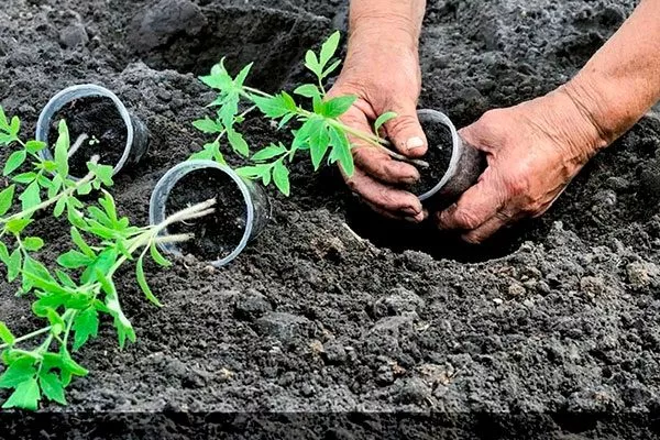 Высадка рассады