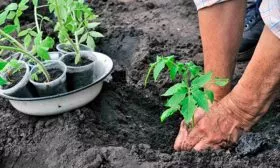 Высадка рассады