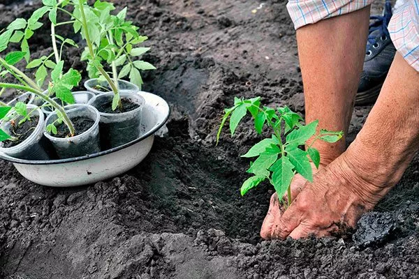 Высадка рассады