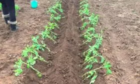 Высадка рассады