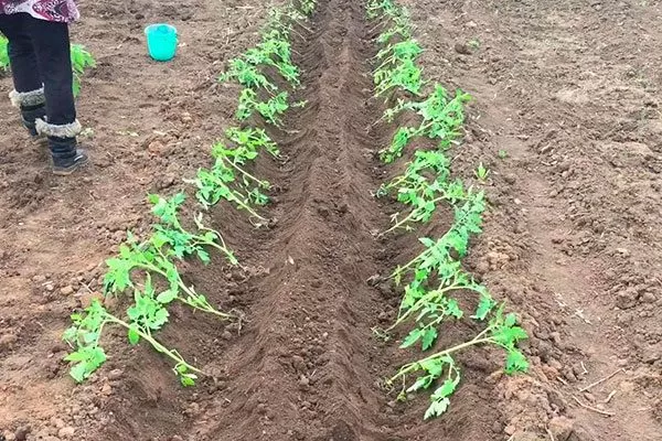 Высадка рассады