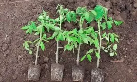 Высадка рассады