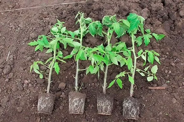 Высадка рассады