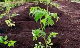 Высадка рассады