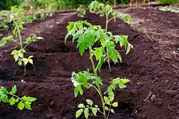 Высадка рассады