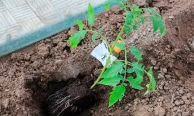 Высадка рассады