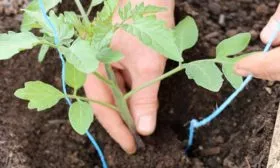 Высадка рассады