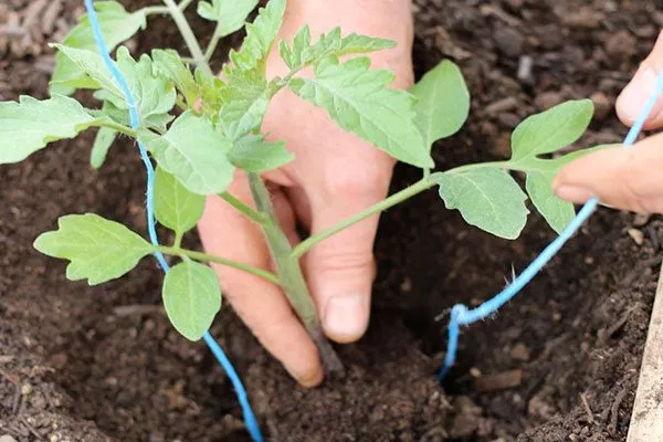 Высадка рассады