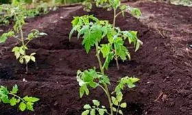 Высадка рассады