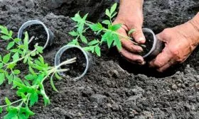 Высадка рассады