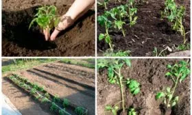 Высадка рассады