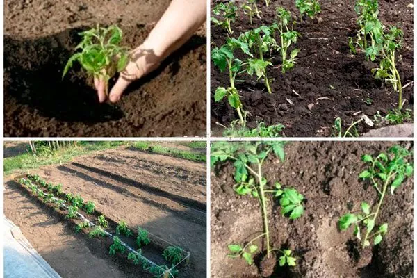 Высадка рассады