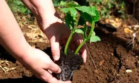 Высадка рассады