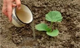 Высадка рассады