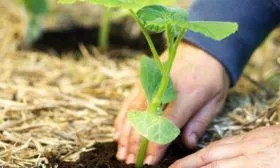 Высадка рассады