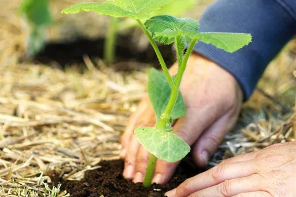 Высадка рассады