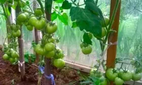 Высадка рассады в грунт